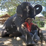 Volunteer and Intern in Thailand